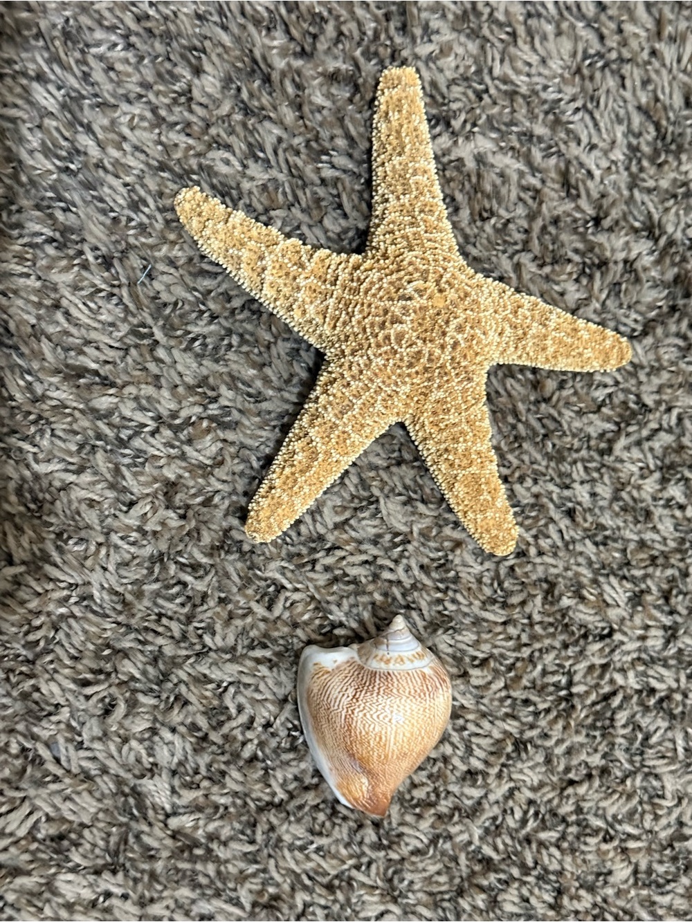 Natural Starfish and Seashell Coastal Décor - Tan